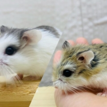 ちょこちょこ〜元気ハツラツ‼️ロボロフスキーハムスター⭐️