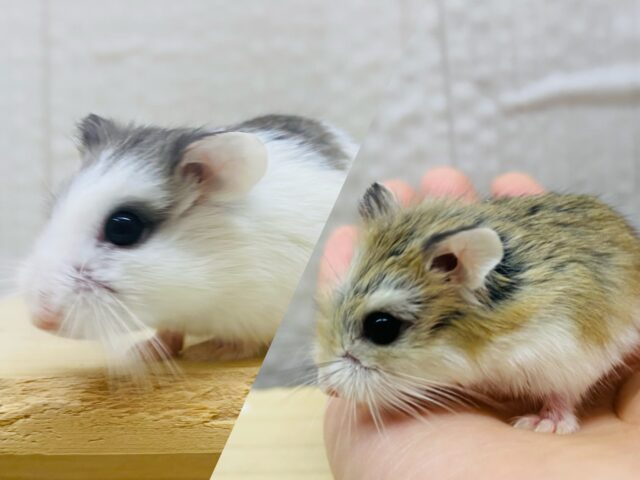 ちょこちょこ〜元気ハツラツ‼️ロボロフスキーハムスター⭐️