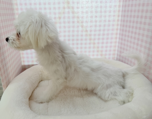 天真爛漫!マルチーズくん! マルチーズ