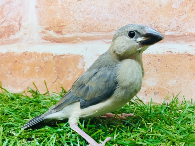 桜文鳥さんがやってきましたよ～🎵🎵🎵　