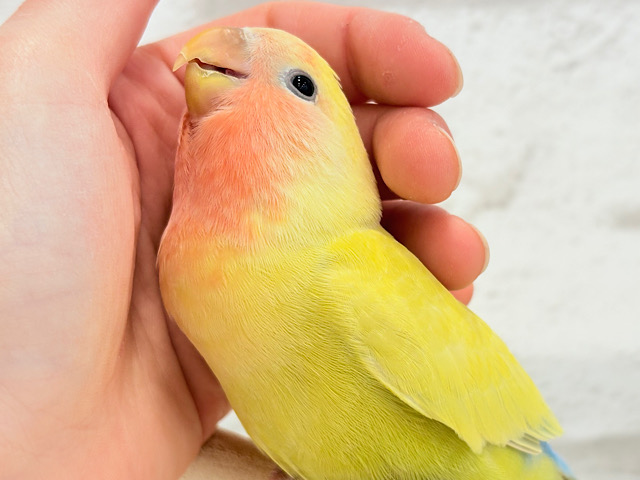 【最新画像更新🪄】もぎたて🍋トロピカルフルーツ🐣🍹コザクラインコ(ゴールデンチェリー) ヒナ 【最新画像更新🪄】もぎたて🍋トロピカルフルーツ🐣🍹コザクラインコ(ゴールデンチェリー) ヒナ