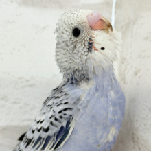 チャームポイントが数え切れない！？💘セキセイインコ(オパーリン) ヒナ