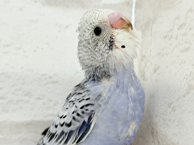 チャームポイントが数え切れない!?💘セキセイインコ(オパーリン) ヒナ チャームポイントが数え切れない!?💘セキセイインコ(オパーリン) ヒナ
