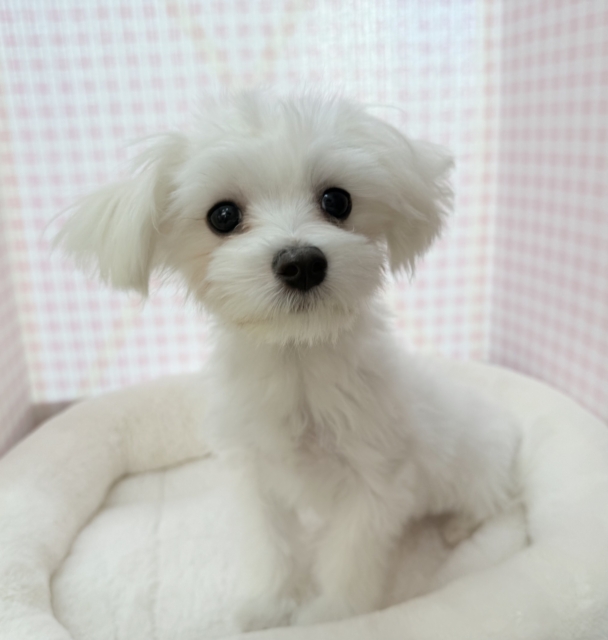 天真爛漫！マルチーズくん！