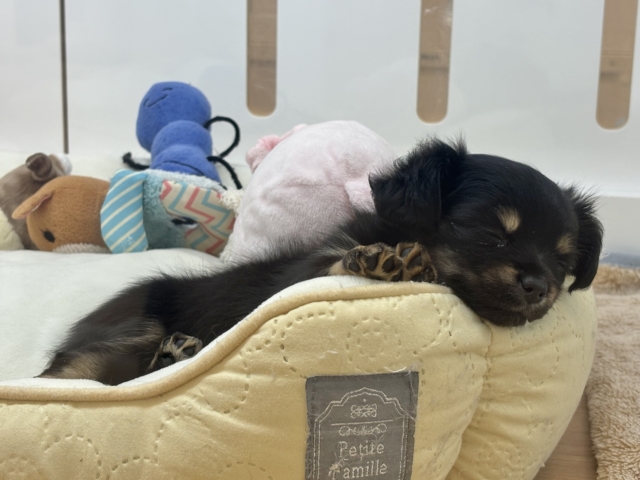 人への愛が止まりません!!チワックスちゃん! チワックス