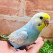 ①🌈💙💛💚セキセイインコ（レインボー系）💙💛💚🌈