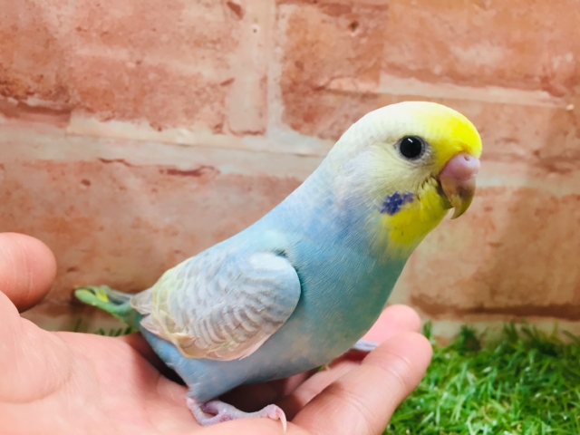 ①🌈💙💛💚セキセイインコ（レインボー系）💙💛💚🌈