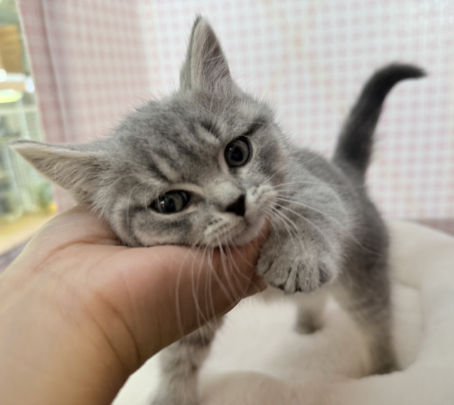 スコティッシュフォールド