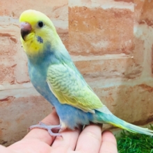 ②カラフルなセキセイインコがやってきましたよ～💛💙💚　（レインボー系）