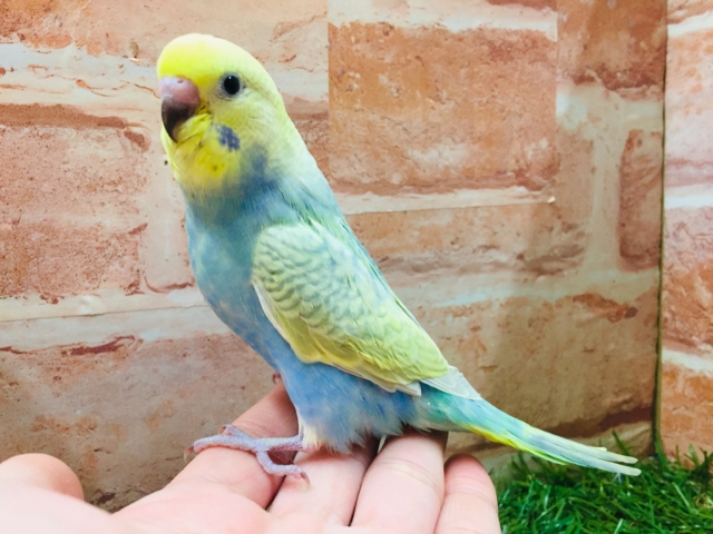 ②カラフルなセキセイインコがやってきましたよ～💛💙💚　（レインボー系）