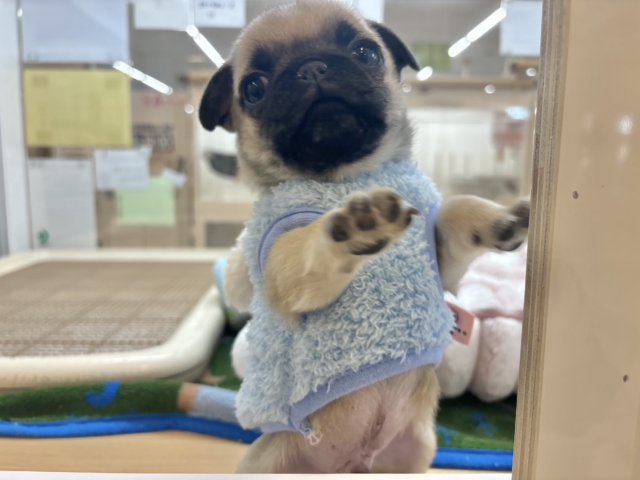 2頭身のちっちゃな怪獣〜♥パグくん! パグ