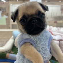 2頭身のちっちゃな怪獣〜♥パグくん！