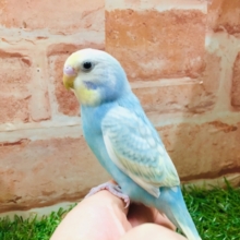 ③レインボー系のセキセイちゃんがやってきましたよ～💗💗　セキセイインコ）