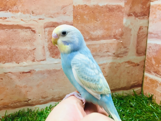 ③レインボー系のセキセイちゃんがやってきましたよ～💗💗　セキセイインコ）