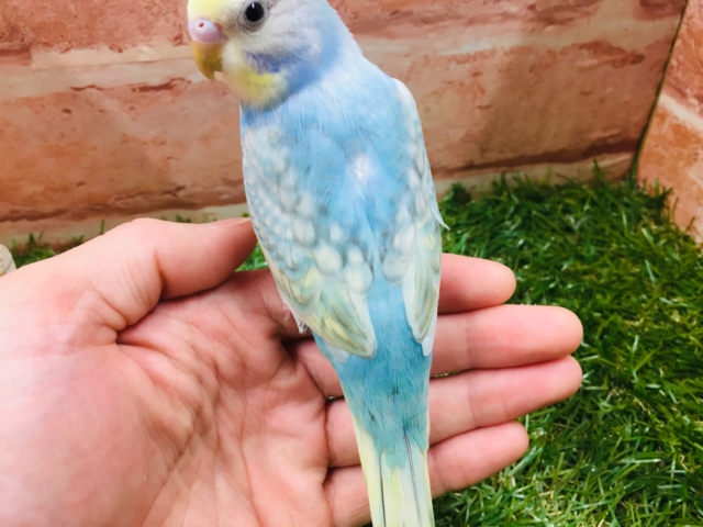 セキセイインコ