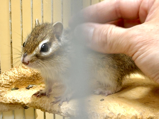 シマリス