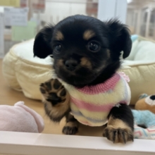 人への愛が止まりません！！チワックスちゃん！