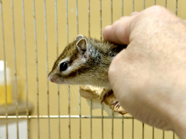 シマリス