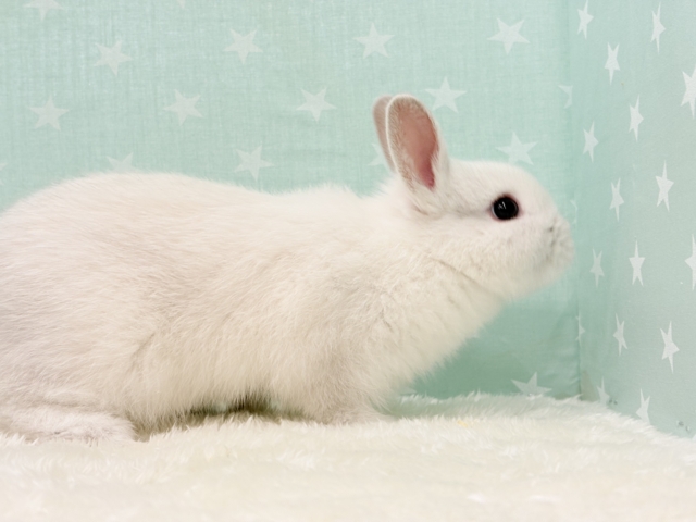 ネザーランドドワーフ