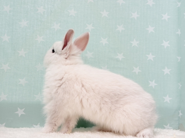 ネザーランドドワーフ