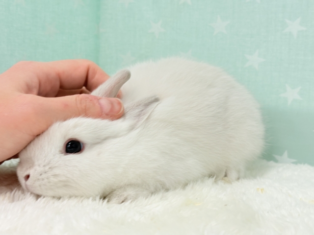 ネザーランドドワーフ