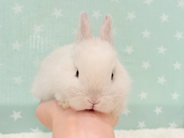 ネザーランドドワーフ