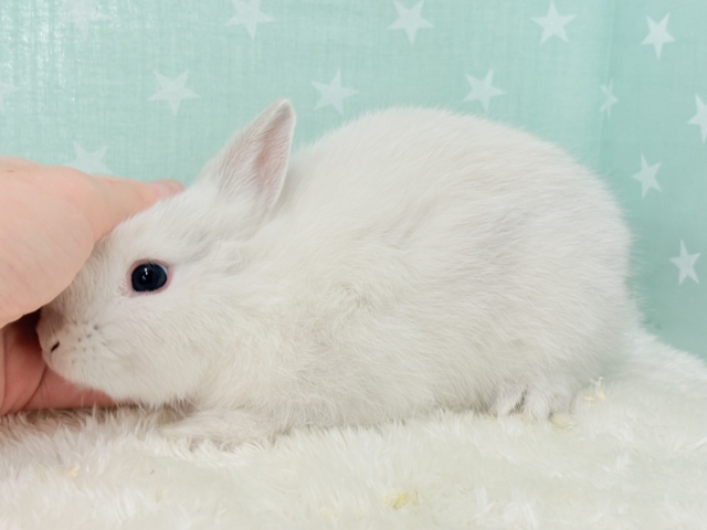 ネザーランドドワーフ