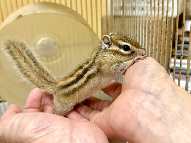 ツンデレ💙シマリス男の子