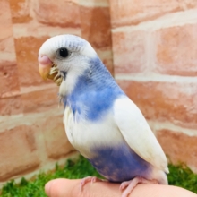パイドカラーのセキセイちゃんがやってきましたよ～💙💙　セキセイインコ