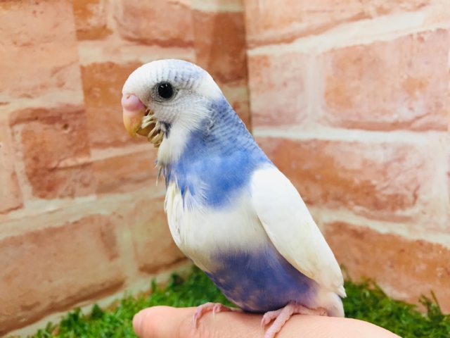 パイドカラーのセキセイちゃんがやってきましたよ～💙💙　セキセイインコ