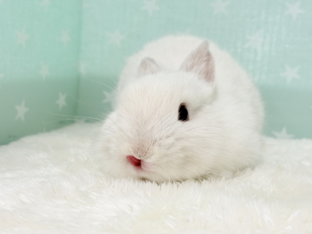 ネザーランドドワーフ