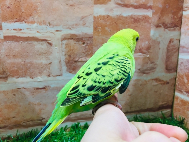 セキセイインコ