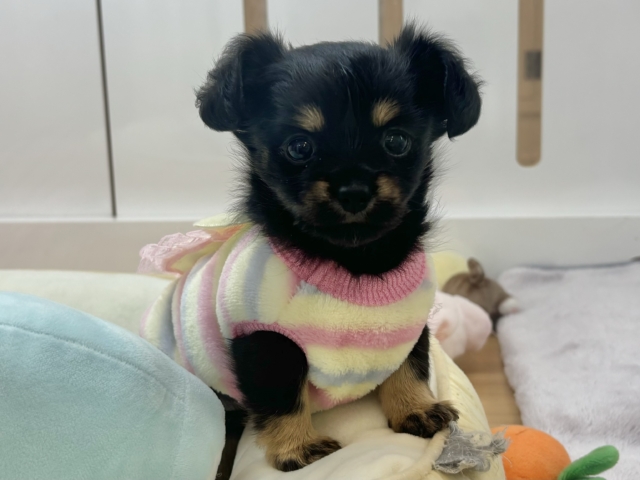 人への愛が止まりません!!チワックスちゃん! チワックス