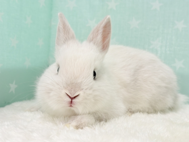 ネザーランドドワーフ