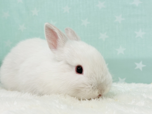 ネザーランドドワーフ