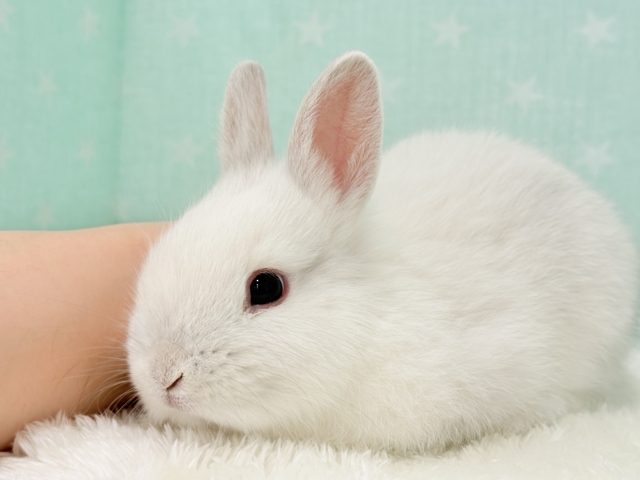 ネザーランドドワーフ