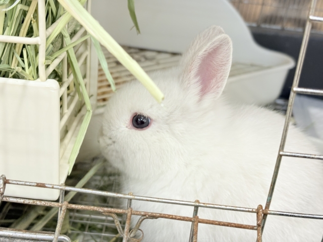 ネザーランドドワーフ