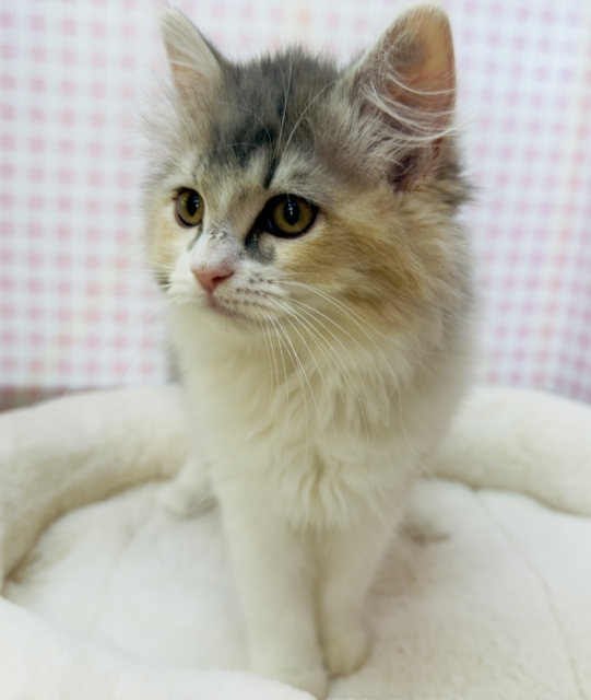 最新📷ダイリュートキャリコのサイベリアンちゃん🐈 サイベリアン