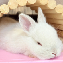 暖かい場所ではね、眠たくなっちゃうよね。。。ネザーランドドワーフ(フロスティ) 男の子