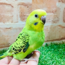 鮮やかなグリーンカラー💚💚　セキセイインコ（オパーリン）