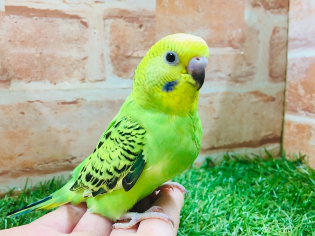 鮮やかなグリーンカラー💚💚　セキセイインコ（オパーリン）