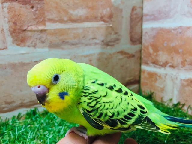 セキセイインコ