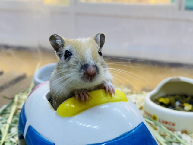 カラージャービル（スナネズミ）