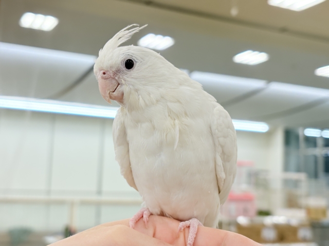 オカメインコ