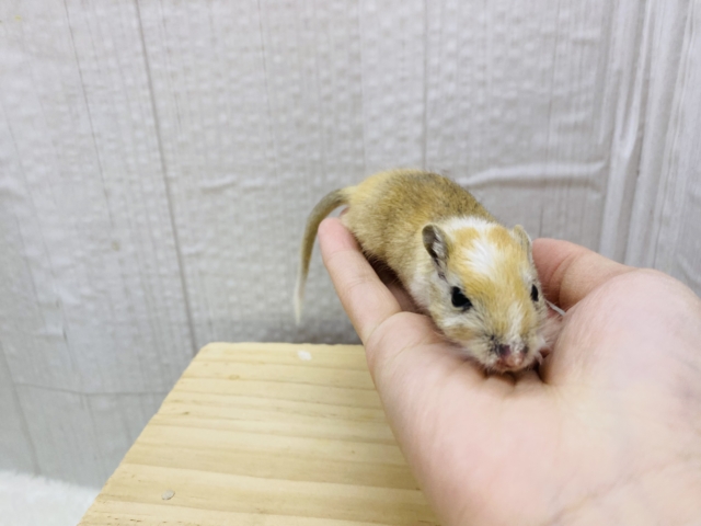 カラージャービル（スナネズミ）