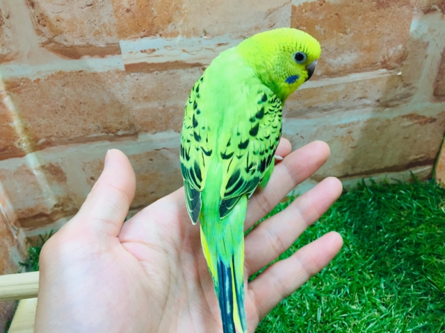 セキセイインコ