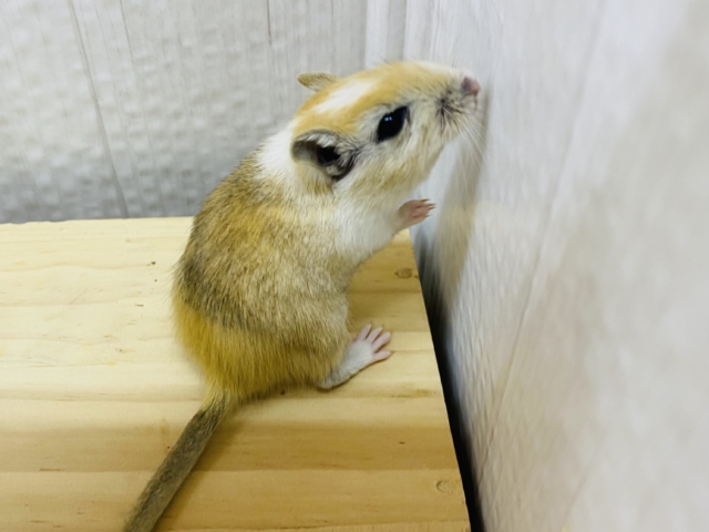 カラージャービル（スナネズミ）