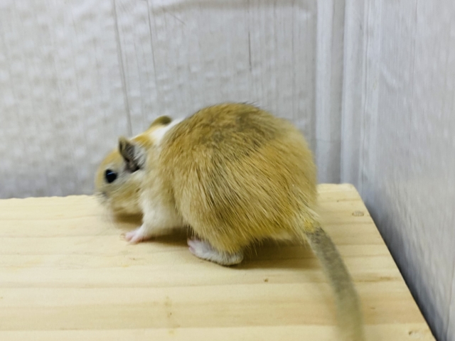 カラージャービル（スナネズミ）