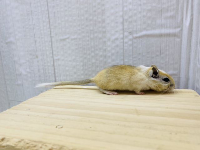 カラージャービル（スナネズミ）