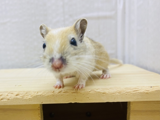 はい❗️ひょっこりはん‼️優しいお顔のカラージャービルちゃん💓